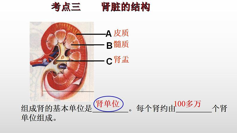 2023年中考生物全考点精讲课件--  生物圈中的人（四）人体内废物的排出第6页