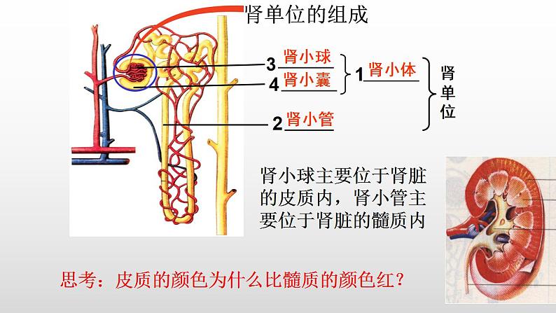 2023年中考生物全考点精讲课件--  生物圈中的人（四）人体内废物的排出第7页