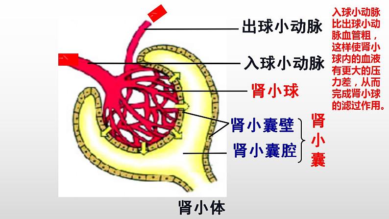 2023年中考生物全考点精讲课件--  生物圈中的人（四）人体内废物的排出第8页