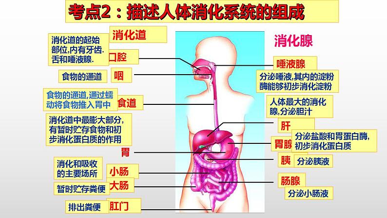 2023年中考生物全考点精讲课件--  生物圈中的人（一）人的生活需要营养第6页