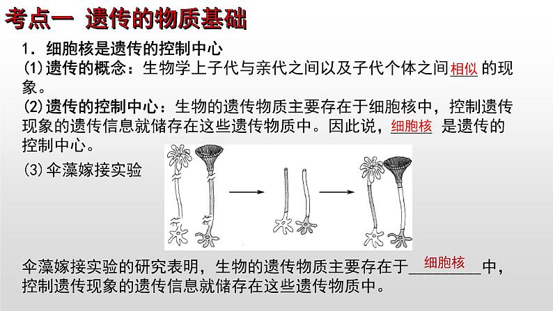 2023年中考生物全考点精讲课件--  遗传和变异第3页