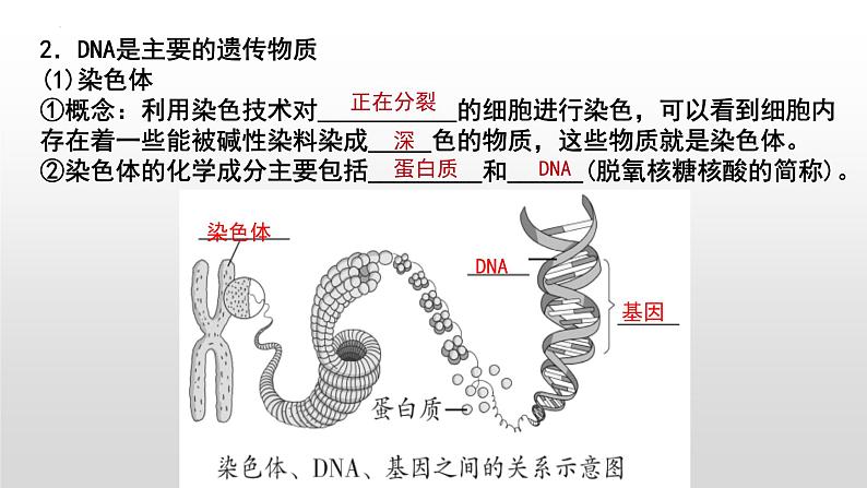 2023年中考生物全考点精讲课件--  遗传和变异第4页