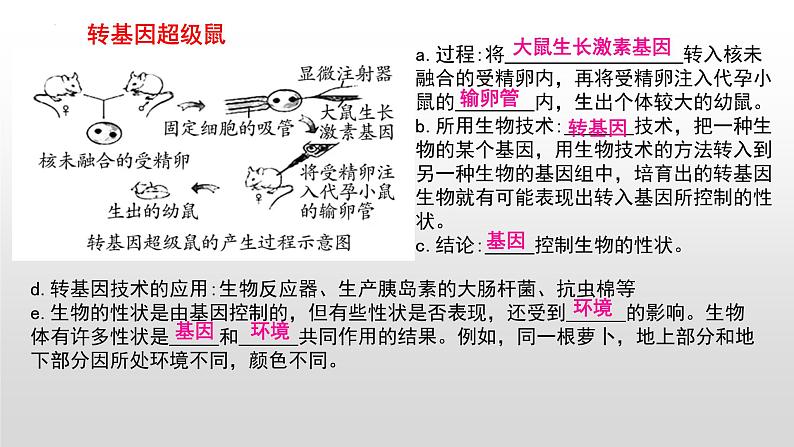 2023年中考生物全考点精讲课件--  遗传和变异第7页