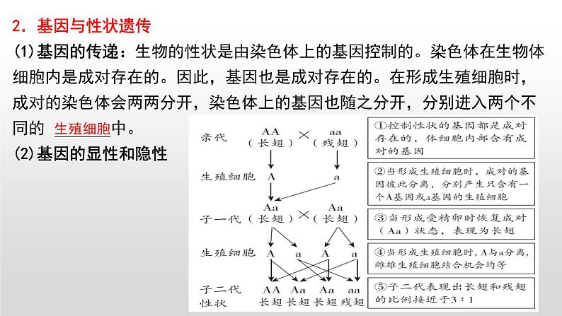 2023年中考生物全考点精讲课件--  遗传和变异第8页