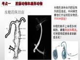 2023年中考生物全考点精讲课件-- 动物类群及动物的运动和行为