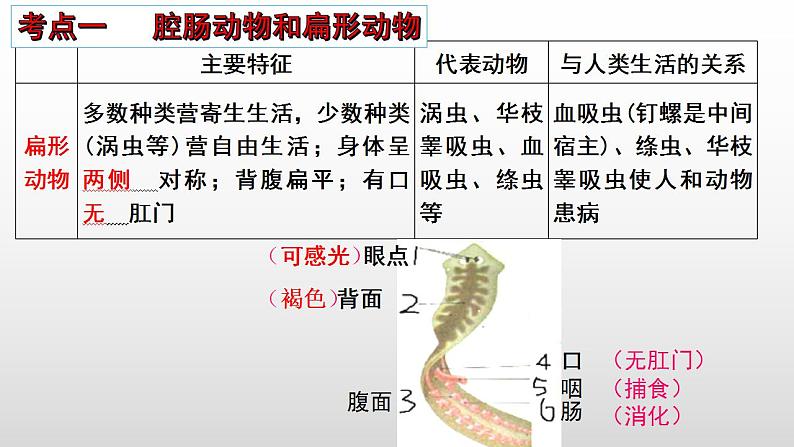 2023年中考生物全考点精讲课件-- 动物类群及动物的运动和行为第5页