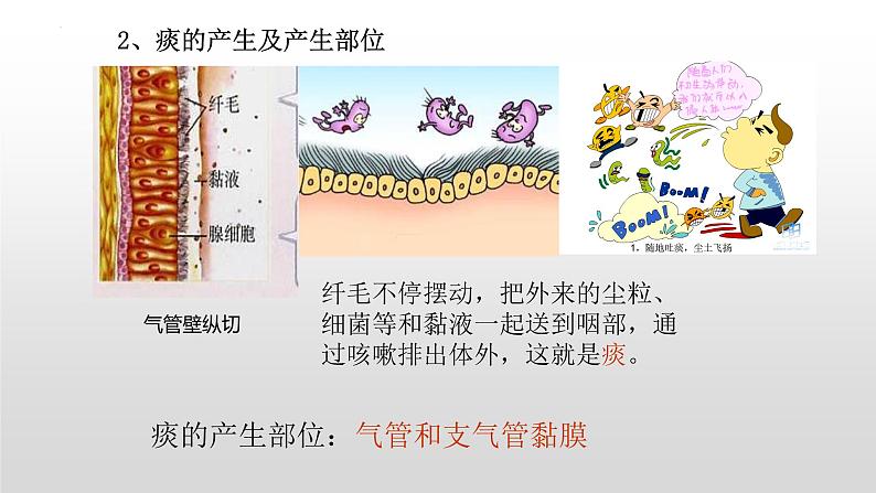 2023年中考生物全考点精讲课件-- 生物圈中的人（二）人的生活需要空气第5页