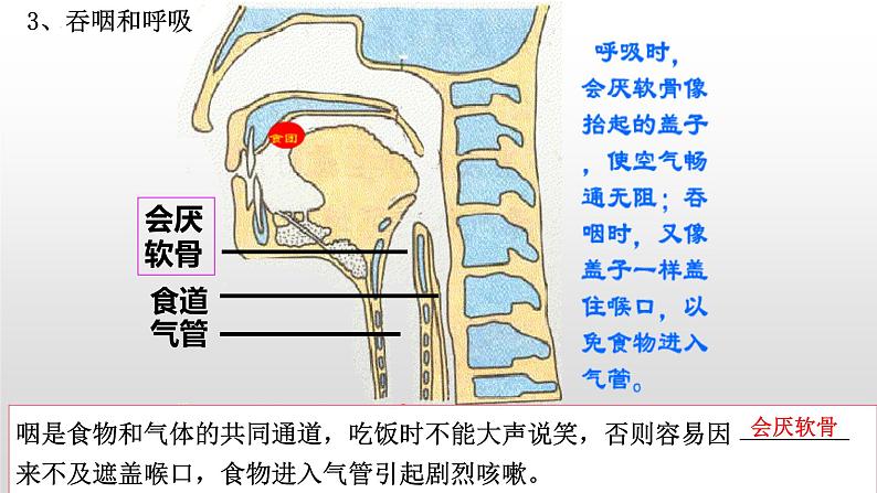 2023年中考生物全考点精讲课件-- 生物圈中的人（二）人的生活需要空气第6页