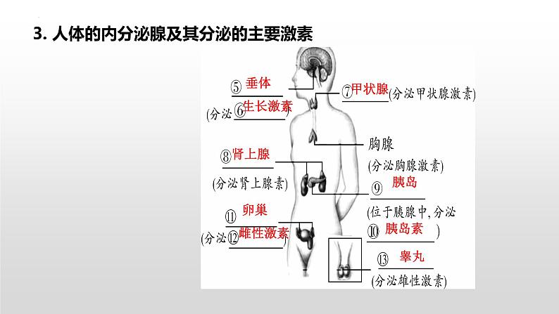 2023年中考生物全考点精讲课件-- 生物圈中的人（五）人体生命活动的调节第5页