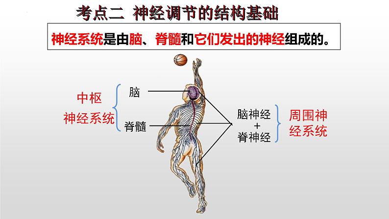 2023年中考生物全考点精讲课件-- 生物圈中的人（五）人体生命活动的调节第8页