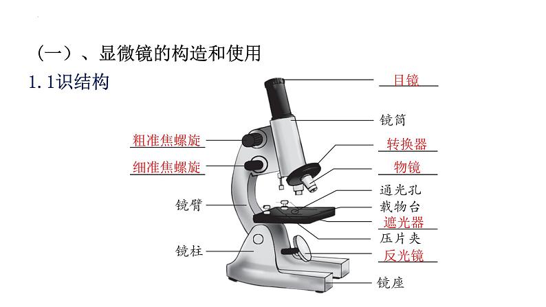 2023年中考生物全考点精讲课件-- 生物体的结构层次第4页