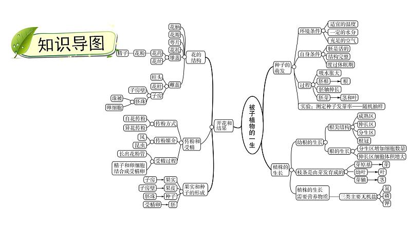 中考生物一轮复习精讲课件--  被子植物的一生第3页