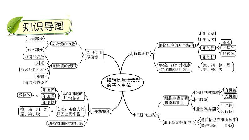 中考生物一轮复习精讲课件--  细胞是生命活动的基本单位03