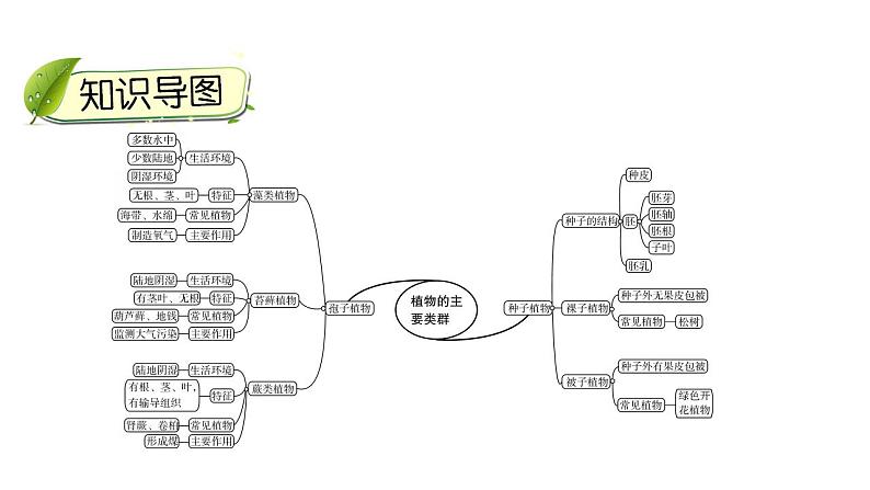 中考生物一轮复习精讲课件--  植物的主要类群第3页