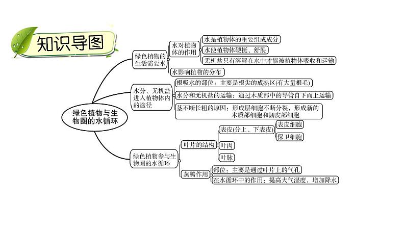 中考生物一轮复习精讲课件-- 绿色植物与生物圈的水循环第3页