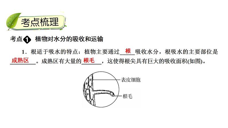 中考生物一轮复习精讲课件-- 绿色植物与生物圈的水循环第4页