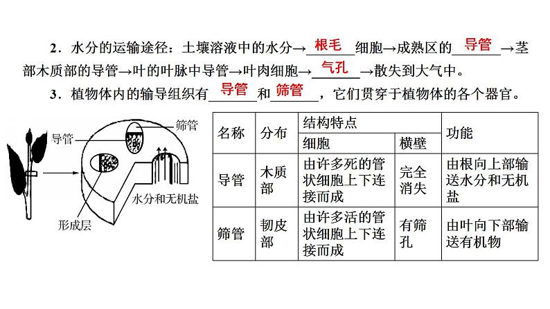 中考生物一轮复习精讲课件-- 绿色植物与生物圈的水循环第5页