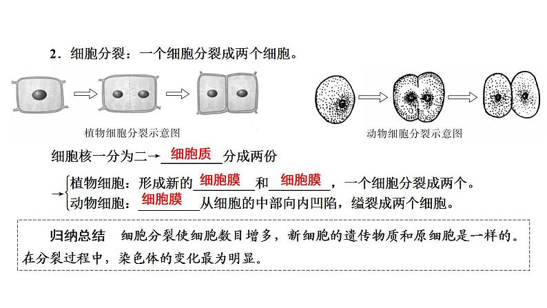 中考生物一轮复习精讲课件-- 细胞怎样构成生物体第5页