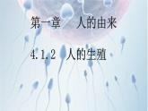 4.1.2 人的生殖-【备课优选】2022-2023学年七年级下册生物同步优质课件（人教版七下）