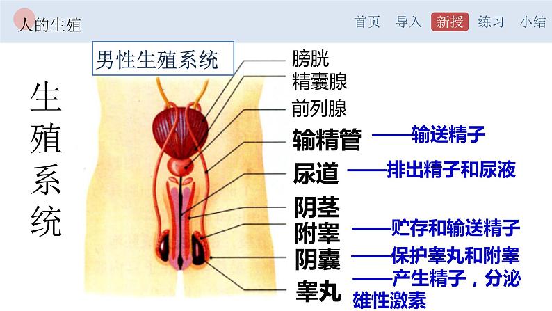 4.1.2 人的生殖-【备课优选】2022-2023学年七年级下册生物同步优质课件（人教版七下）04