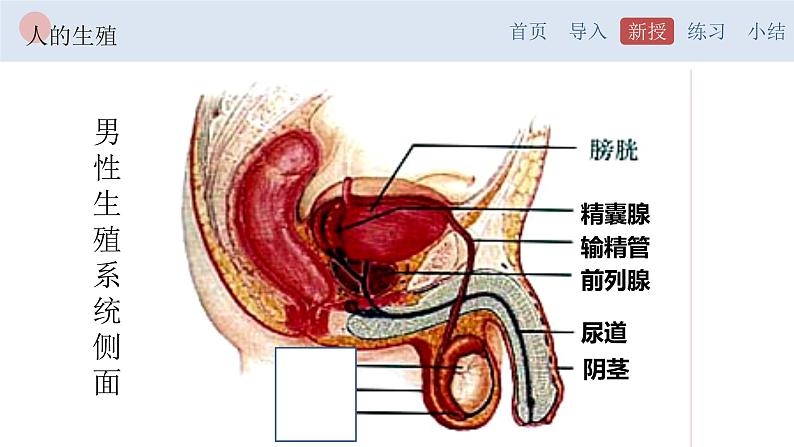 4.1.2 人的生殖-【备课优选】2022-2023学年七年级下册生物同步优质课件（人教版七下）05