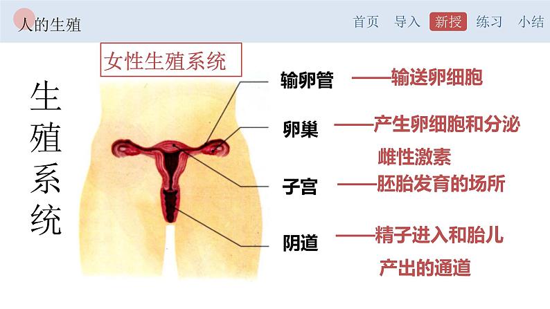 4.1.2 人的生殖-【备课优选】2022-2023学年七年级下册生物同步优质课件（人教版七下）06