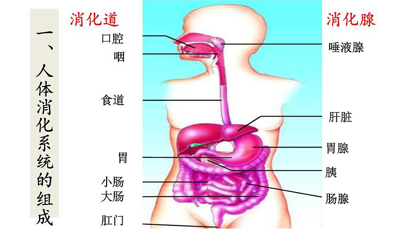 4.2.2 消化和吸收-【备课优选】2022-2023学年七年级下册生物同步优质课件（人教版七下）第5页