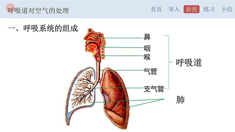 4.3.1 呼吸道对空气的处理-【备课优选】2022-2023学年七年级下册生物同步优质课件（人教版七下）第4页