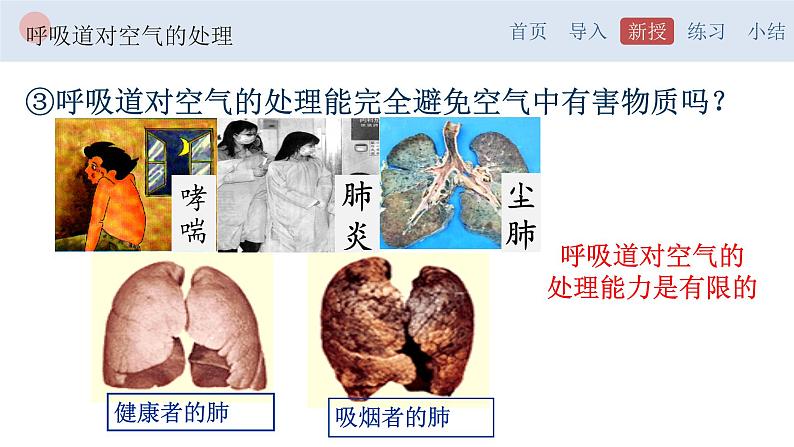 4.3.1 呼吸道对空气的处理-【备课优选】2022-2023学年七年级下册生物同步优质课件（人教版七下）第7页