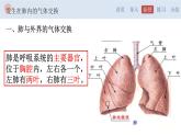 4.3.2 发生在肺内的气体交换-【备课优选】2022-2023学年七年级下册生物同步优质课件（人教版七下）