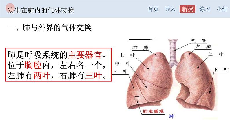 4.3.2 发生在肺内的气体交换-【备课优选】2022-2023学年七年级下册生物同步优质课件（人教版七下）04