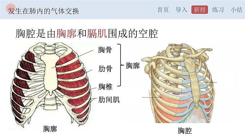 4.3.2 发生在肺内的气体交换-【备课优选】2022-2023学年七年级下册生物同步优质课件（人教版七下）05