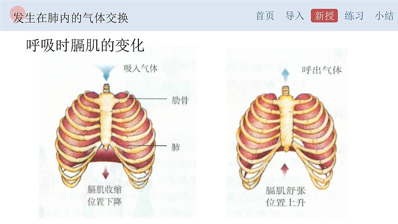 4.3.2 发生在肺内的气体交换-【备课优选】2022-2023学年七年级下册生物同步优质课件（人教版七下）07