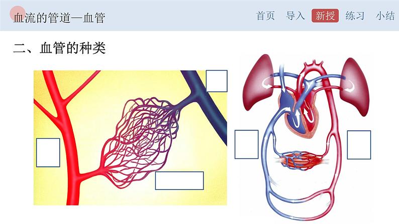 4.4.2 血流的管道—血管-【备课优选】2022-2023学年七年级下册生物同步优质课件（人教版七下）05