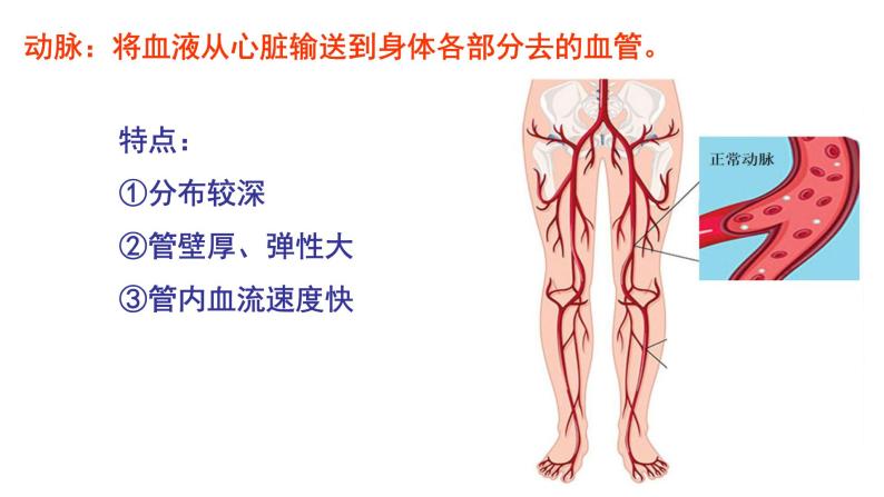 4.4.2 血流的管道—血管-【备课优选】2022-2023学年七年级下册生物同步优质课件（人教版七下）06