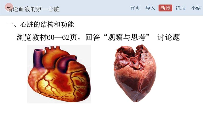 4.4.3 输送血液的泵—心脏-【备课优选】2022-2023学年七年级下册生物同步优质课件（人教版七下）04