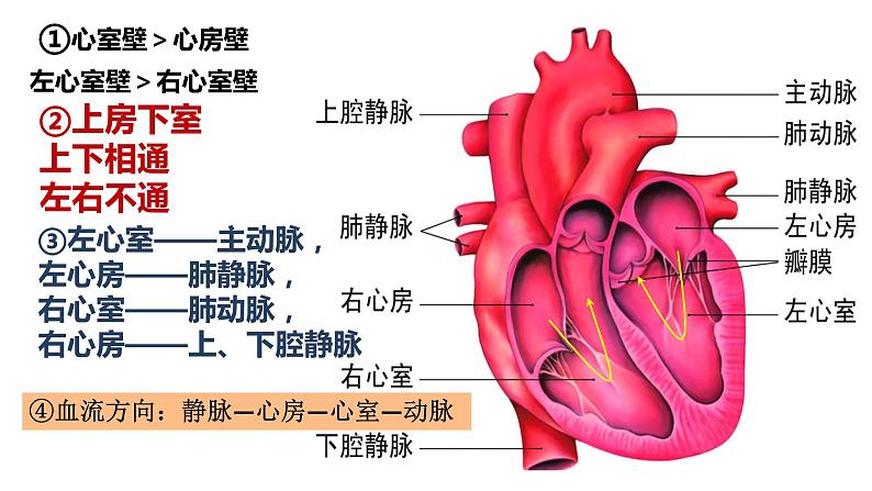 4.4.3 输送血液的泵—心脏-【备课优选】2022-2023学年七年级下册生物同步优质课件（人教版七下）05