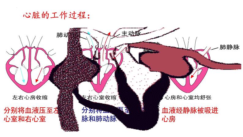 4.4.3 输送血液的泵—心脏-【备课优选】2022-2023学年七年级下册生物同步优质课件（人教版七下）06