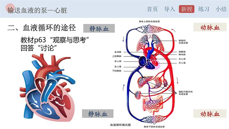4.4.3 输送血液的泵—心脏-【备课优选】2022-2023学年七年级下册生物同步优质课件（人教版七下）07