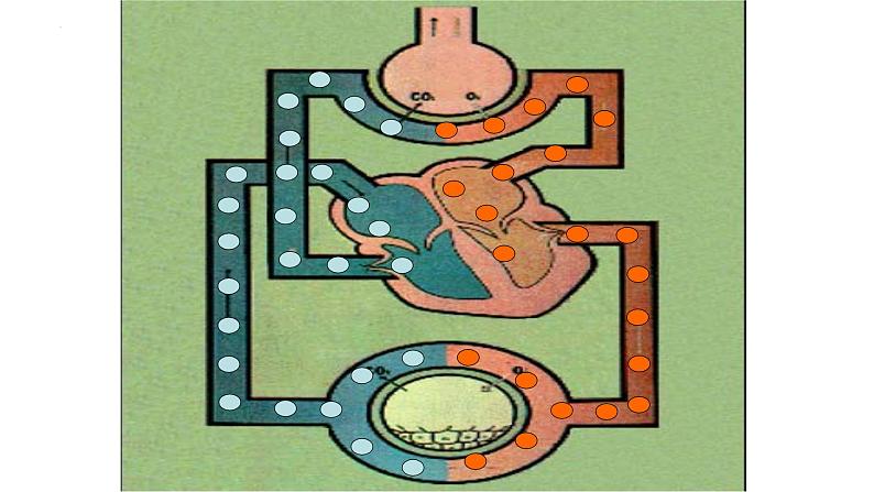 4.4.3 输送血液的泵—心脏-【备课优选】2022-2023学年七年级下册生物同步优质课件（人教版七下）08