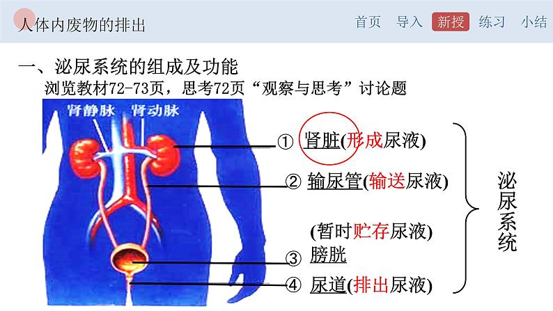 4.5 人体内废物的排出-【备课优选】2022-2023学年七年级下册生物同步优质课件（人教版七下）05