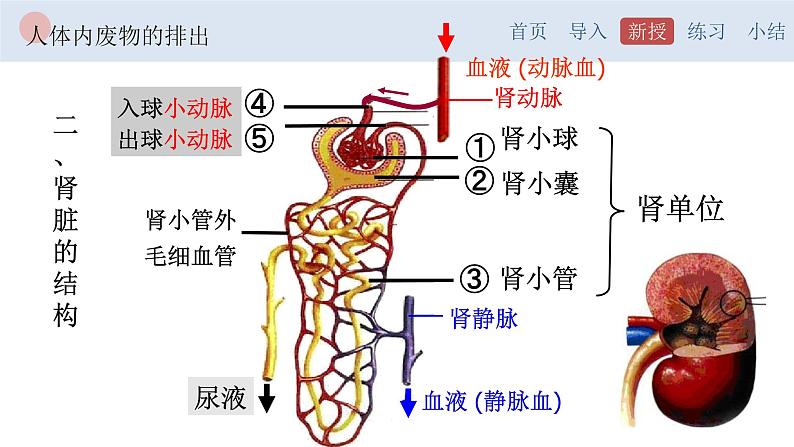 4.5 人体内废物的排出-【备课优选】2022-2023学年七年级下册生物同步优质课件（人教版七下）06