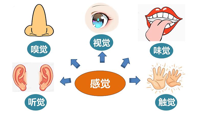 4.6.1 人体对外界环境的感知-【备课优选】2022-2023学年七年级下册生物同步优质课件（人教版七下）03