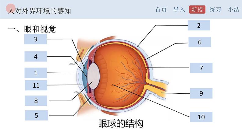 4.6.1 人体对外界环境的感知-【备课优选】2022-2023学年七年级下册生物同步优质课件（人教版七下）06