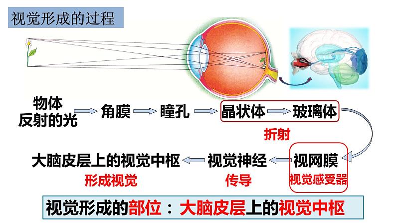 4.6.1 人体对外界环境的感知-【备课优选】2022-2023学年七年级下册生物同步优质课件（人教版七下）08