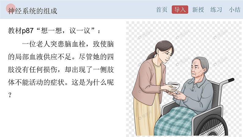 4.6.2 神经系统的组成-【备课优选】2022-2023学年七年级下册生物同步优质课件（人教版七下）02