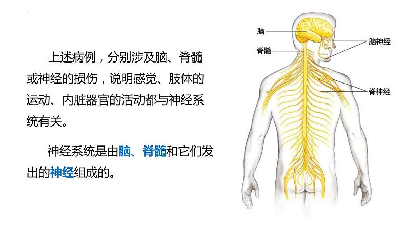 4.6.2 神经系统的组成-【备课优选】2022-2023学年七年级下册生物同步优质课件（人教版七下）05