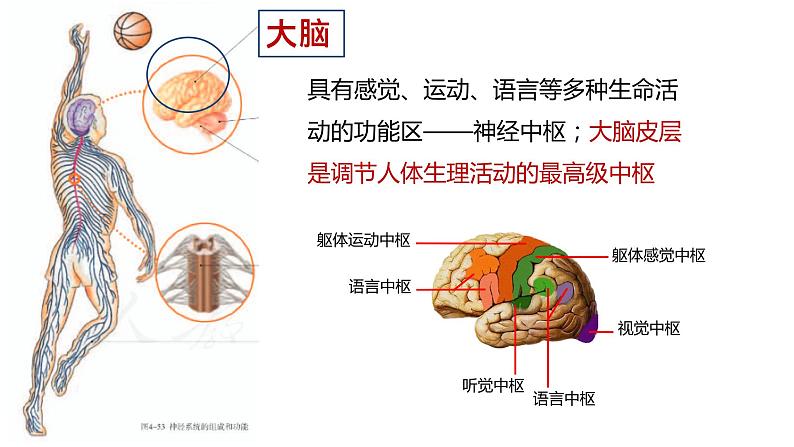 4.6.2 神经系统的组成-【备课优选】2022-2023学年七年级下册生物同步优质课件（人教版七下）06