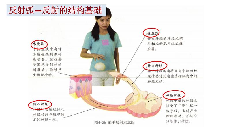 4.6.3 神经调节的基本方式-【备课优选】2022-2023学年七年级下册生物同步优质课件（人教版七下）07