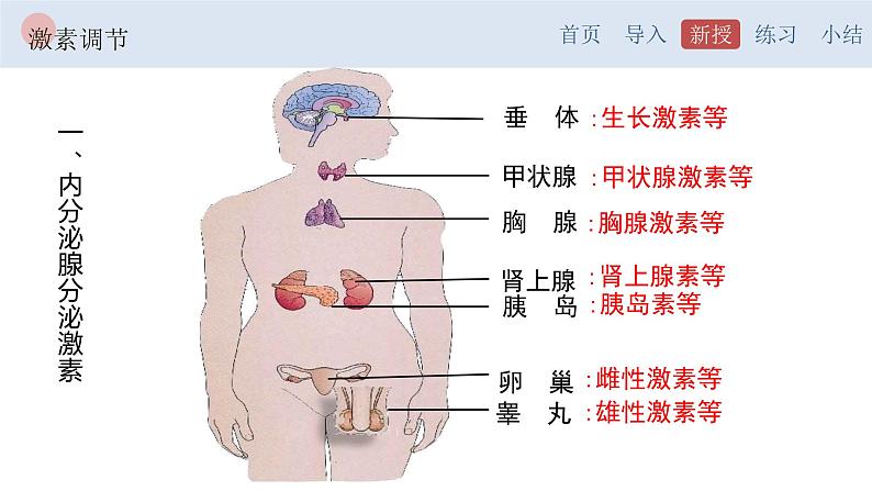 4.6.4 激素调节-【备课优选】2022-2023学年七年级下册生物同步优质课件（人教版七下）04